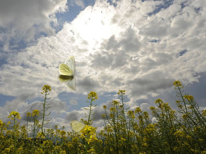 � ������ 5 ����� ������������ ���� ������