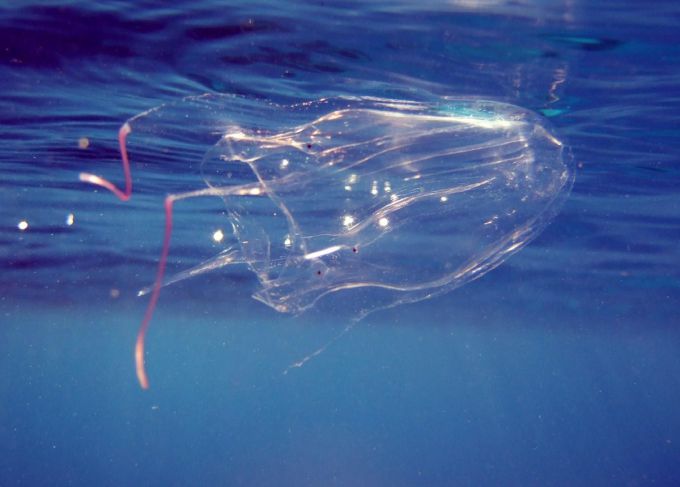 На пляжах Іспанії через медузи постраждало близько 1000 людей
