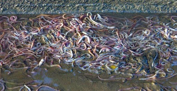 dozhd-iz-ljagushek-d-kadzha-dzhanovik-serbija-2005-god_rect_4c609d316545bc09ecd7004b5366ea14.jpg (73.01 Kb)