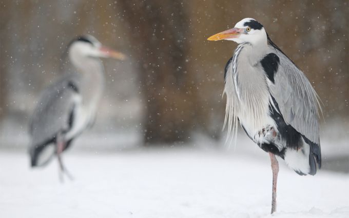 heron-birds-snow-winter-1680x1050.jpg (28.51 Kb)