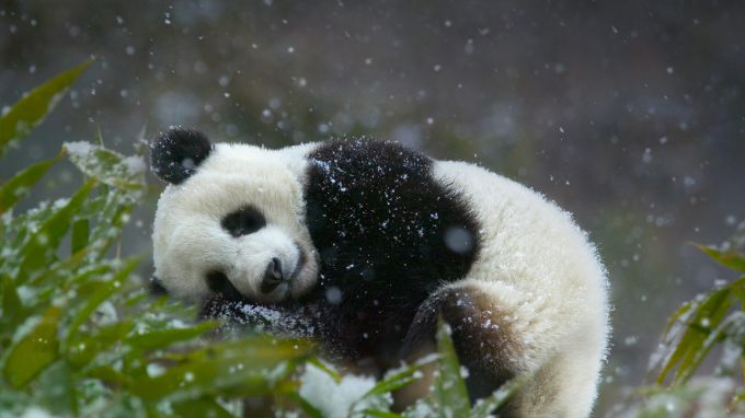 panda-sleeping-snowing-animals-winter-1366x768.jpg (36.43 Kb)