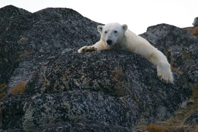 polar-bear-1024x682.jpg (67.18 Kb)